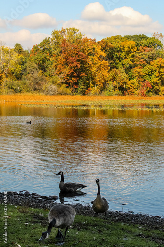 Geese Along Lakeshore on a Bright Autumn Day