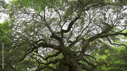 Visitors exploring the Angel oak tree located in Charleston, South Carolina with blue sky in the background