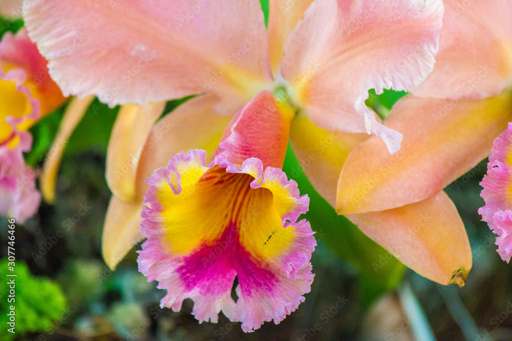 Fototapeta premium Lavelle