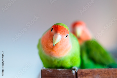 Cute peach-faced lovebird with a blurred background photo