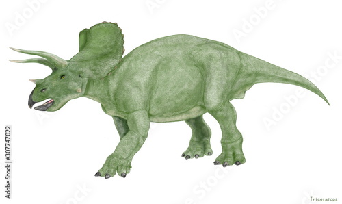 トリケラトプス　白亜紀後期の角竜類で雑食性。収斂進化としては現代のサイがあげられる。大型であり、長寿である。同じ角竜類のトロサウルスは現在ではこのトリケラトプスの老体だとする説がある。さまざまな個体変異が確認されている。角竜類では人気のある恐竜。 © Mineo