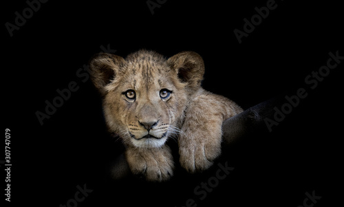 The young lion of Berber look majestic dark background