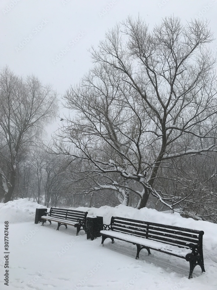 Two black snow-covered benches under a snow-covered black tree against a background of other such trees and a white sky.Photo from a mobile phone in natural light during a snowfall in Moscow 2018. 
