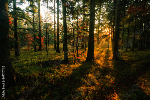 Morning sun beams in the autumn forest © Maximilian