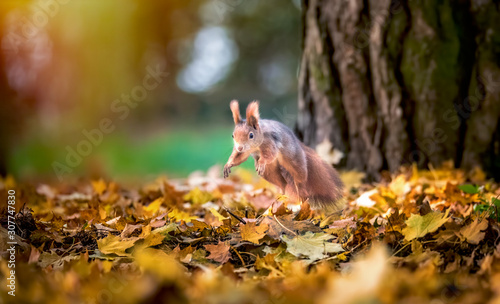 Squirrel jump in the autumn park sunshine autumn colors