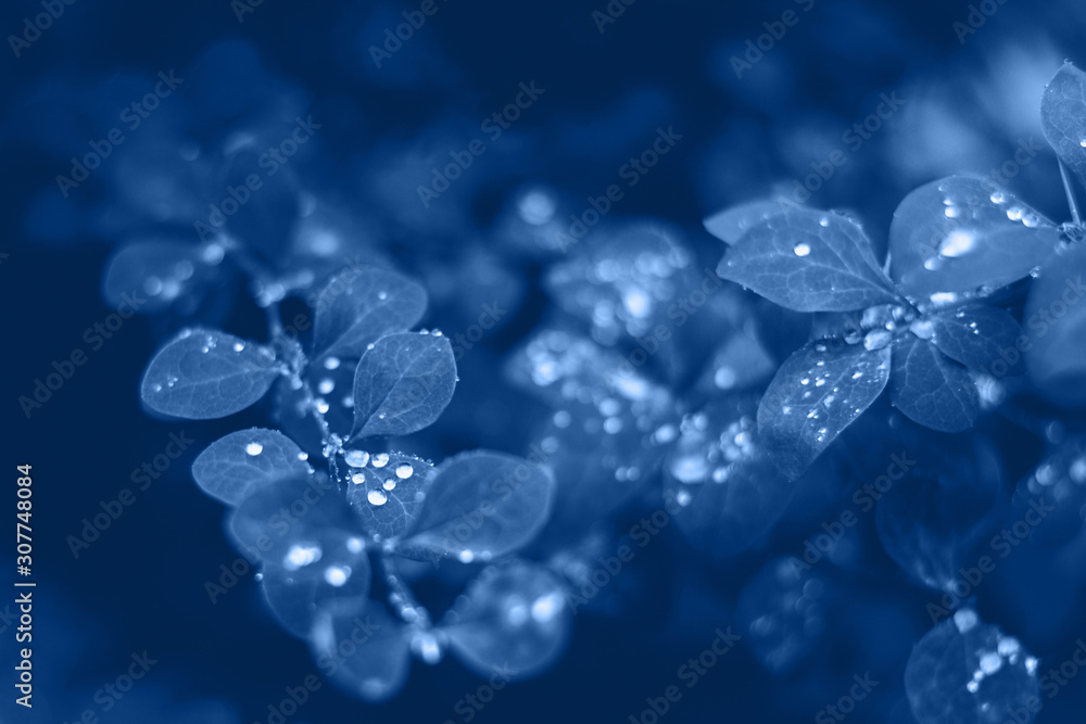 Background with blue wet leaves and bright sun with bokeh effect Background with blue wet leaves and bright sun with bokeh effect