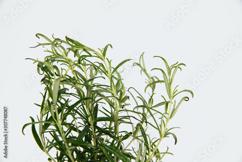 Fototapeta Naklejka Na Ścianę i Meble -  Rosemary in a pot. The concept of using fresh herbs from the pot, growing herbs at home and in the garden.