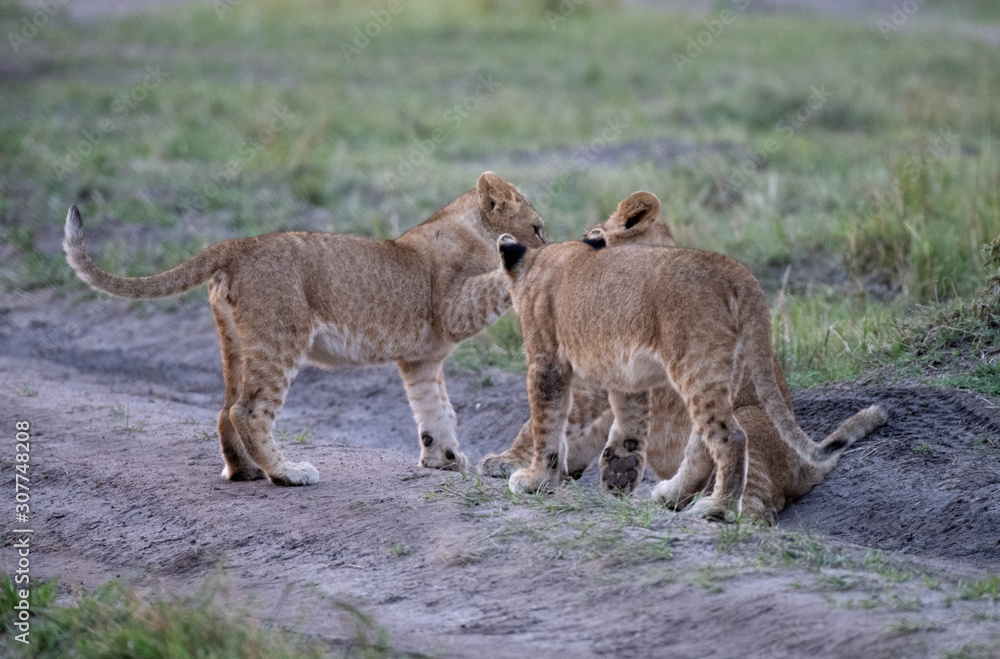Fototapeta premium Lion cubs playing in Massai Mara