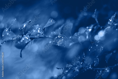 Background with blue wet leaves and bright sun with bokeh effect