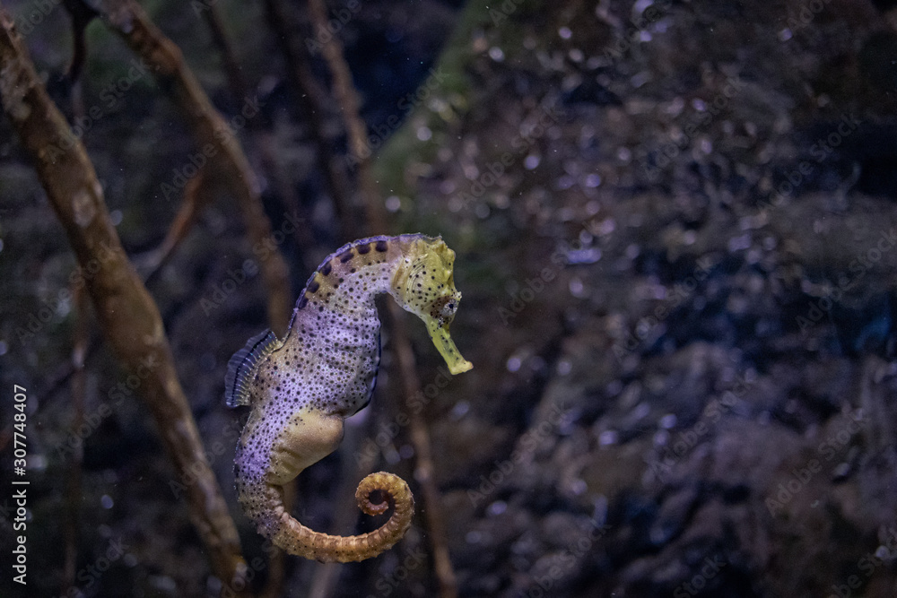Obraz premium seahorse
