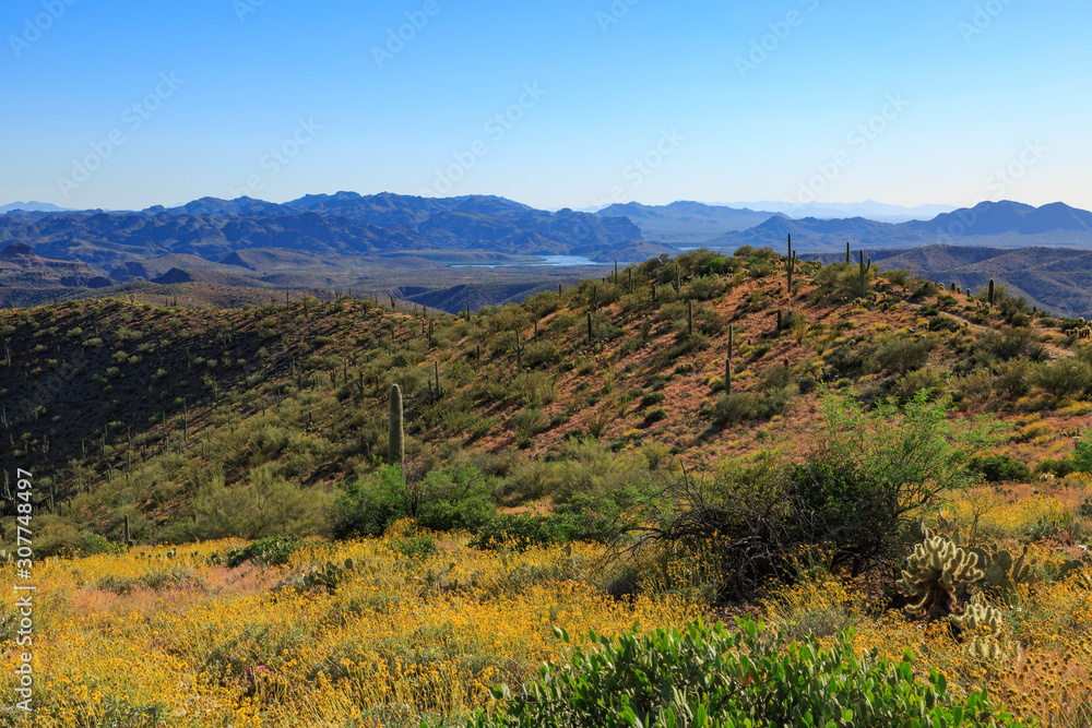 Desert Landscape with Saguaro Cacti Desert Landscape with Saguaro Cacti