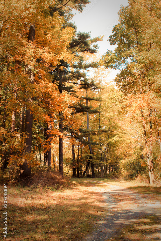 Naklejka premium Pathway in Brilliant Autumn Forest