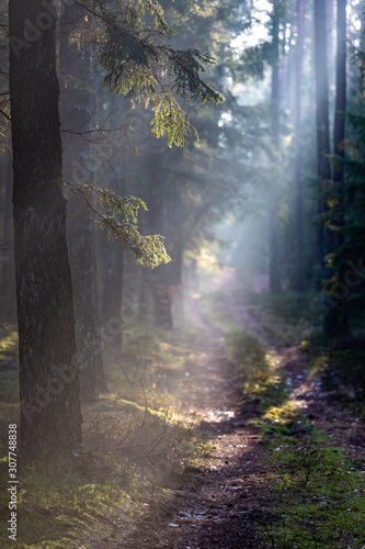 Forest road in fog and sun rays. Path leading through the forest in the morning.