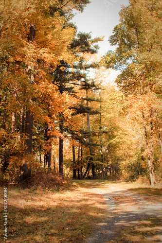Pathway in Brilliant Autumn Forest
