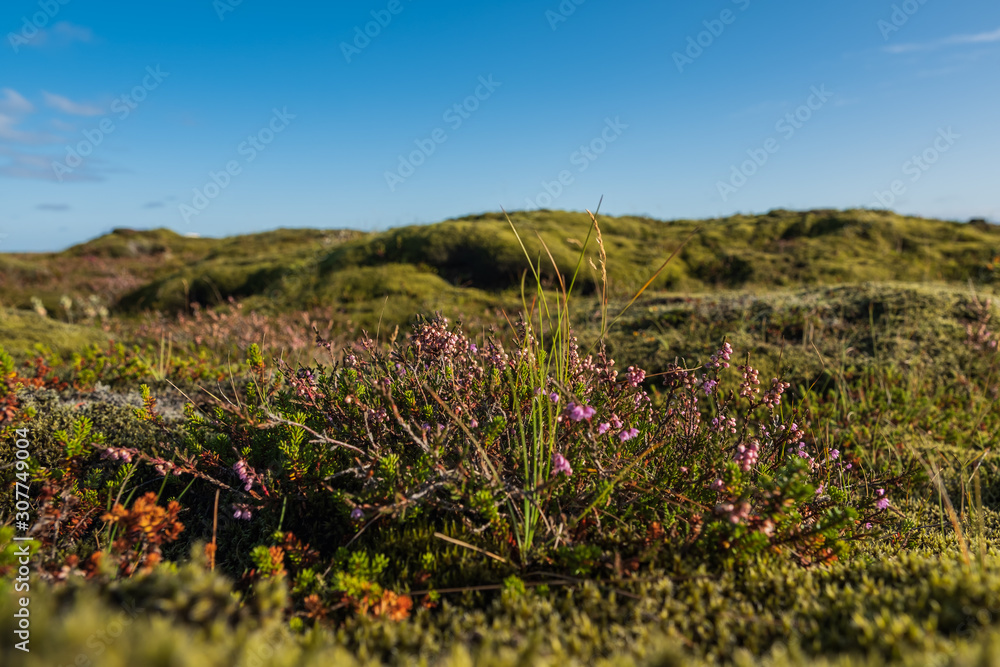 lava fields with moss covered lava rocks in Iceland. September 2019 lava fields with moss covered lava rocks in Iceland. September 2019