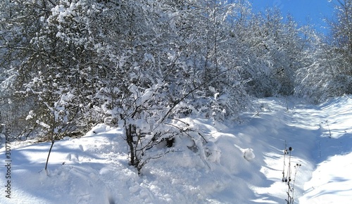 winter landscape with snowy trees and snow