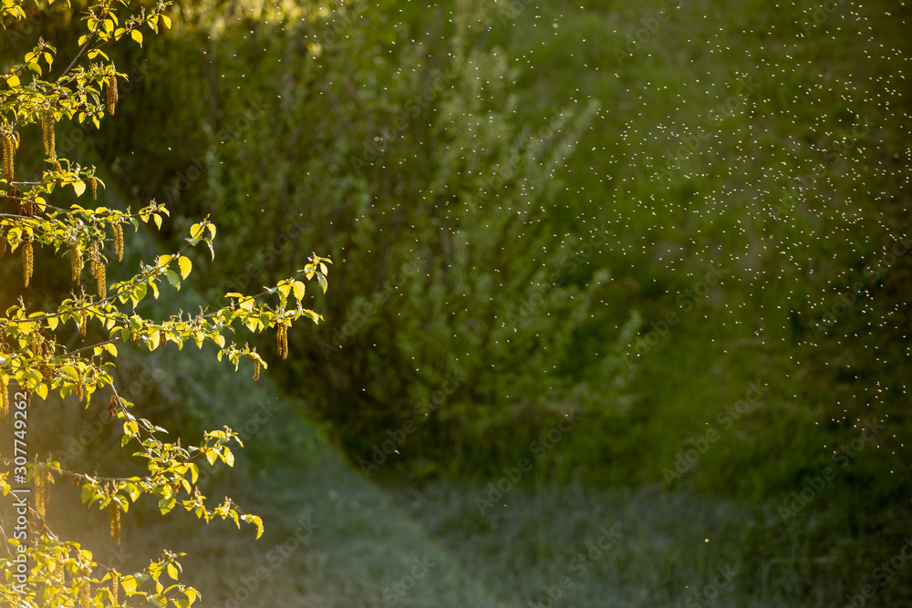 Swarm of insect bugs and tree lit up with beautiful golden hour light ...