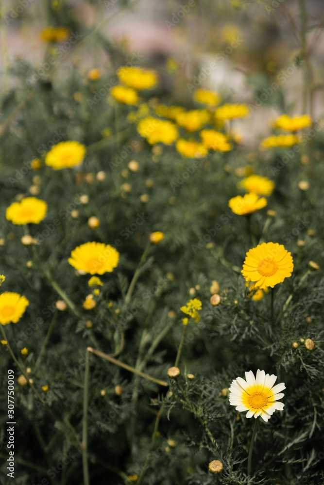 Field of Yellow Flowers