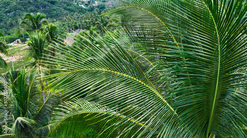 Aerial view of beautiful nature environment  lush green palm trees growing on a slope. Tropical  vegetation