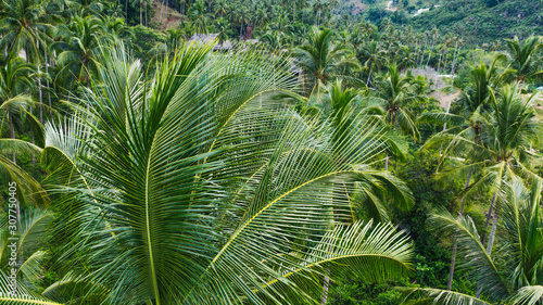 Aerial view of beautiful nature environment  lush green palm trees growing on a slope. Tropical  vegetation
