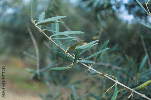 A olive branch with green leaves