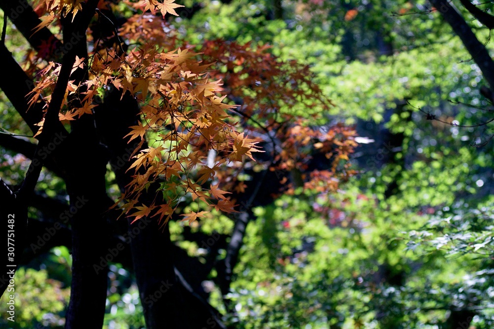 Fototapeta premium Autumn color