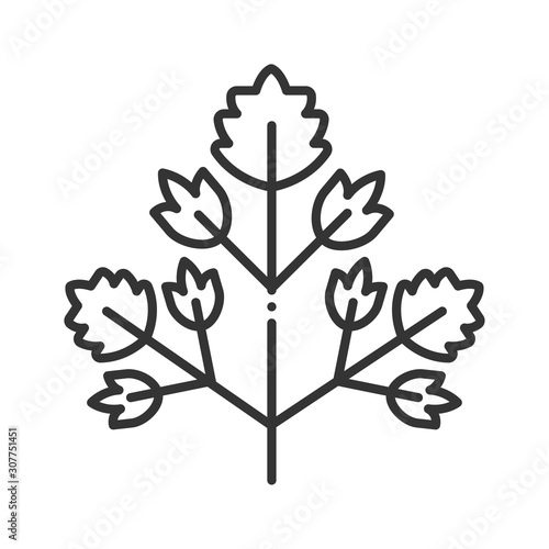 Parsley black line icon. Herb leaves. Salad. Natural vegetable. Healthy, organic food. Cooking ingredient.