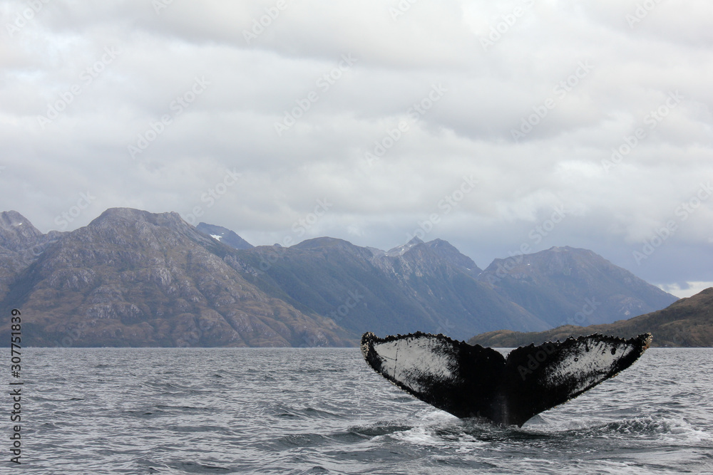 Naklejka premium Whale Tail