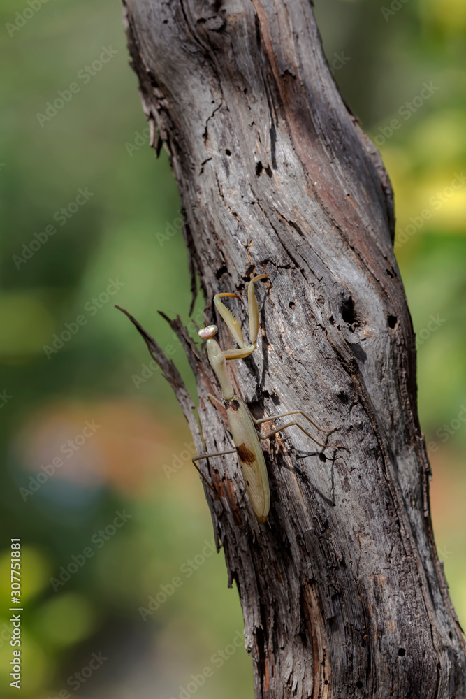 Female praying mantis (Mantis religiosa) sitting on a tree close-up Female praying mantis (Mantis religiosa) sitting on a tree close-up