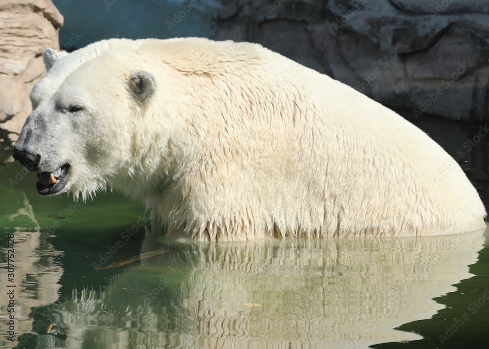 Fototapeta premium Polar bear suffering from the heat. global warming consequences
