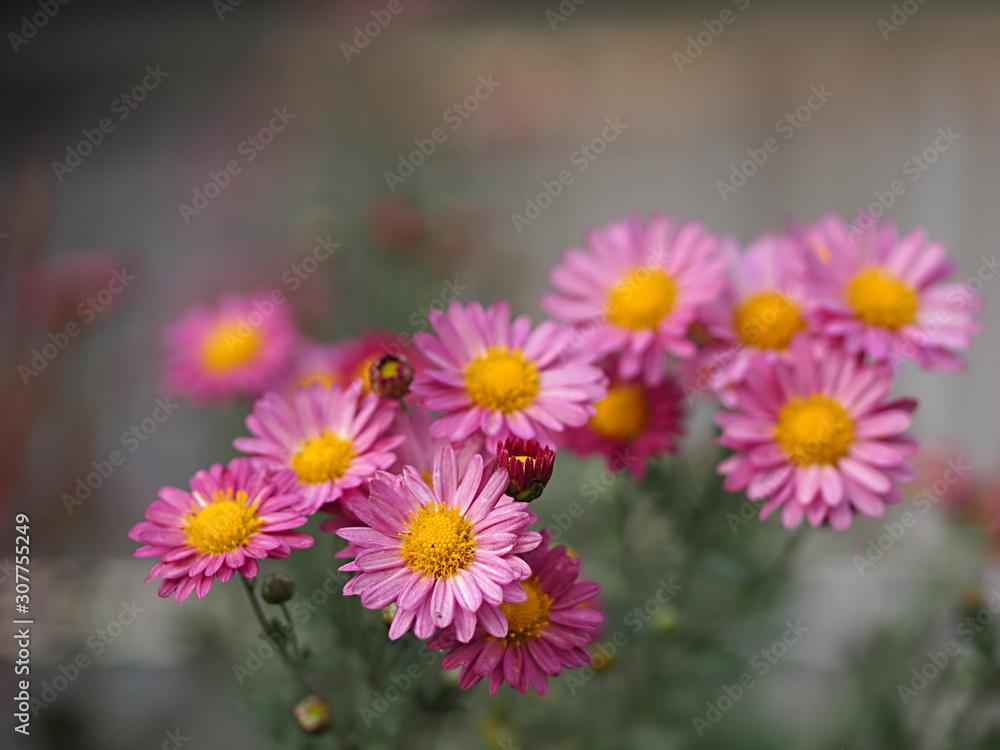 Obraz premium ピンクの小菊の花