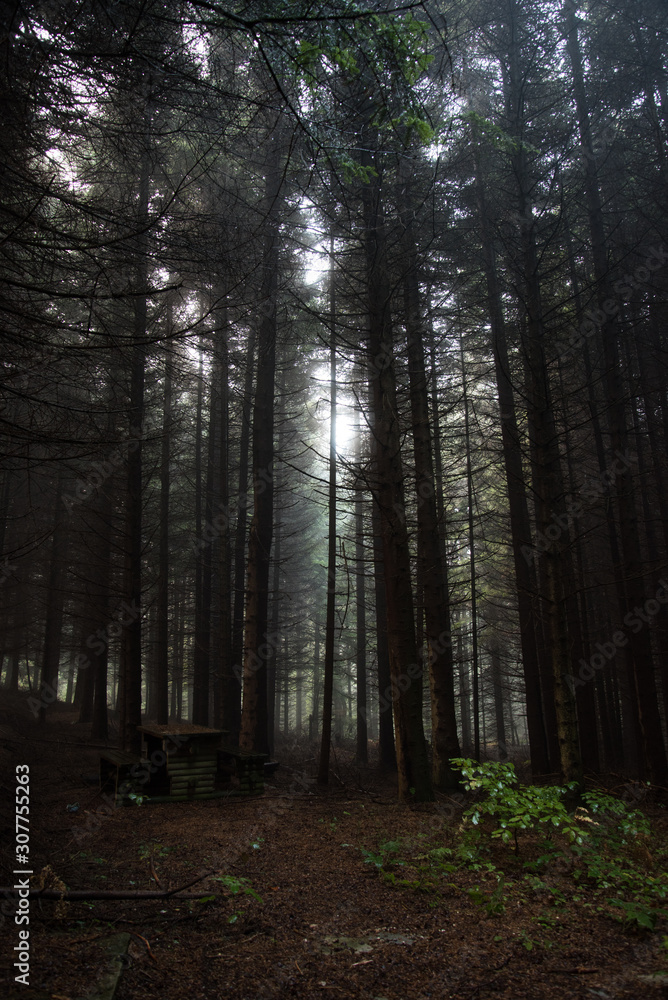 Fototapeta premium in the forest with beautiful trees
