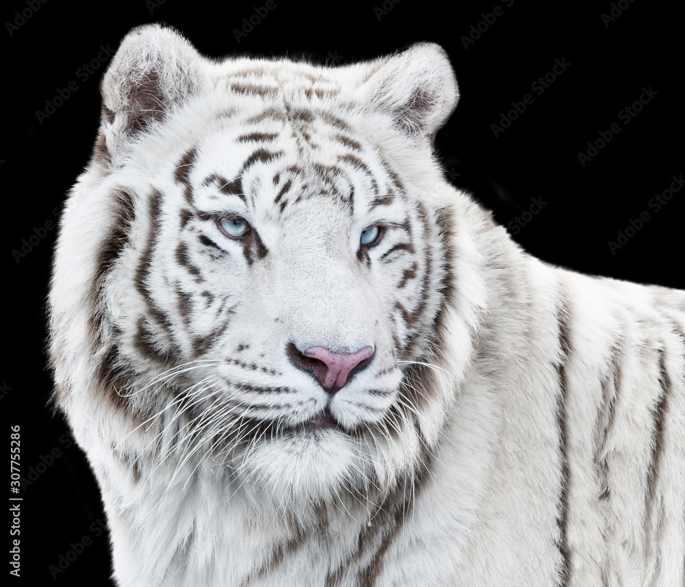 Fototapeta premium Magnificent white tiger looking forth