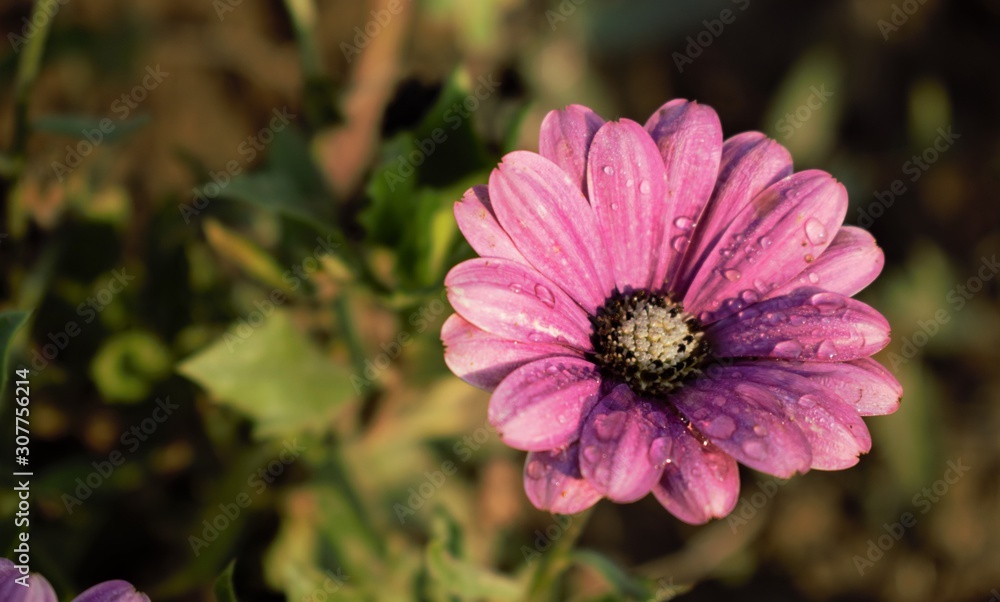 Obraz premium Pink Aster flower