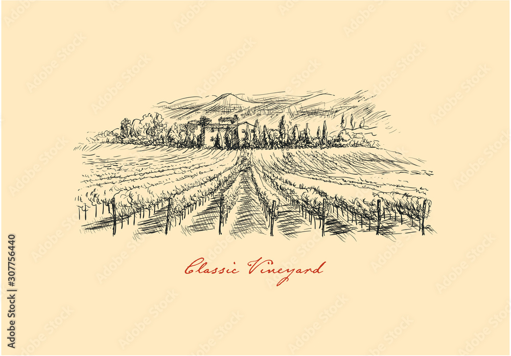 Naklejka premium Vineyard. Drawing Classic Vineyard Landscape