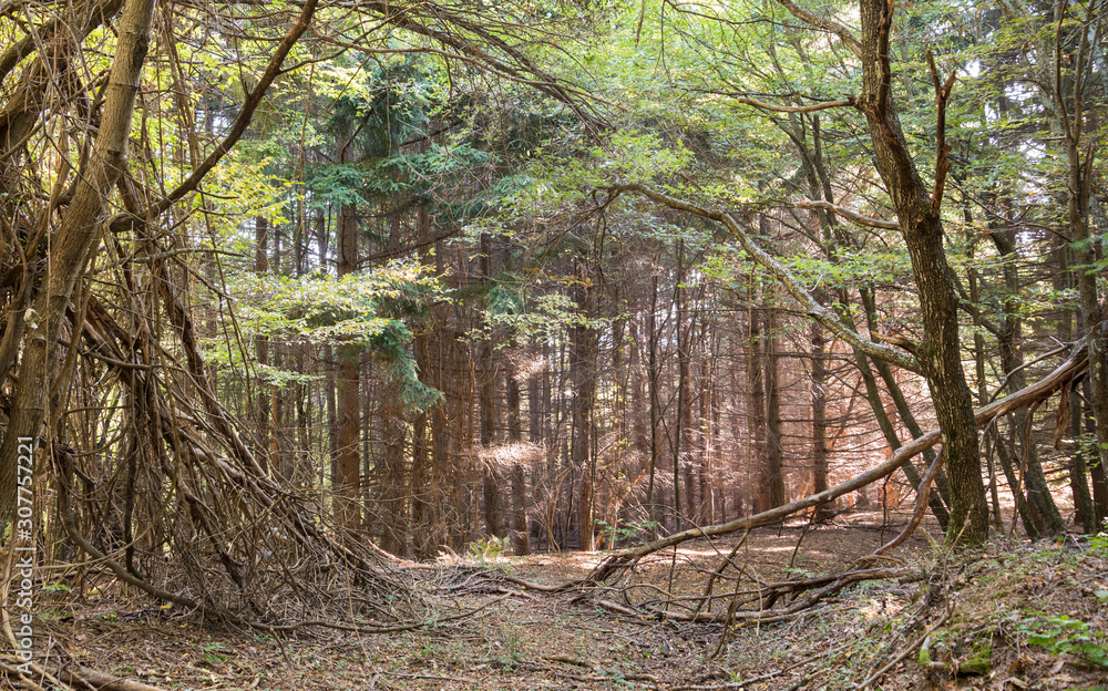 in the forest with beautiful trees in the forest with beautiful trees