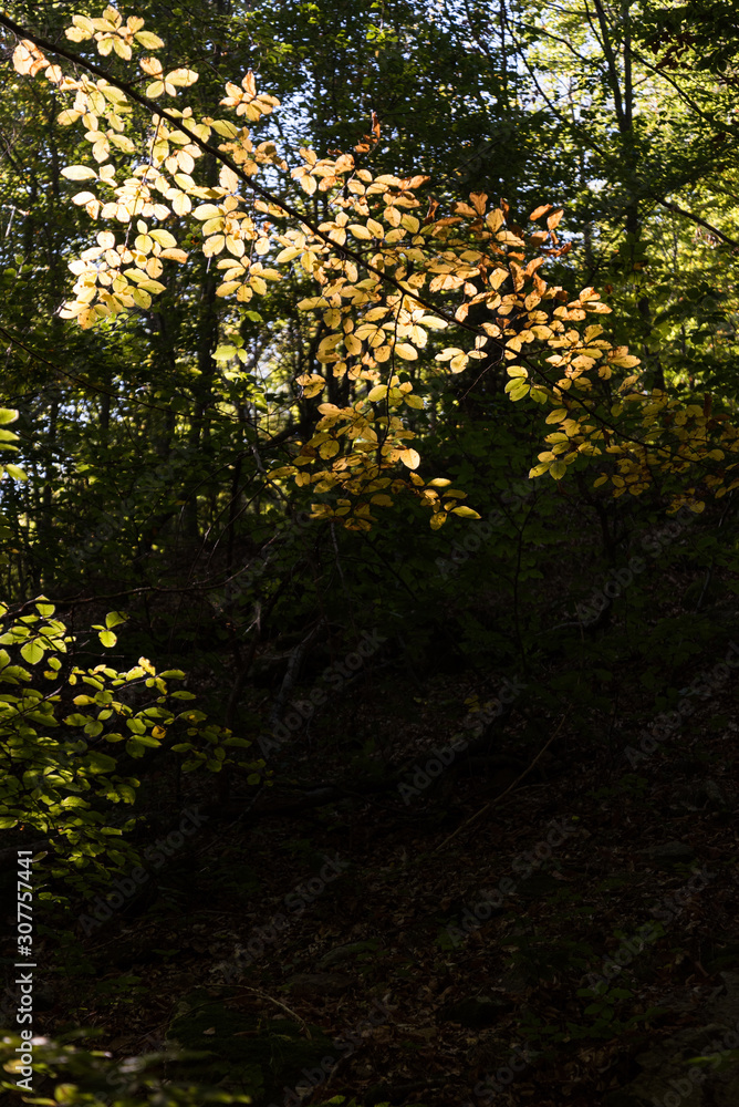 shapes of yellow trees in the forest shapes of yellow trees in the forest