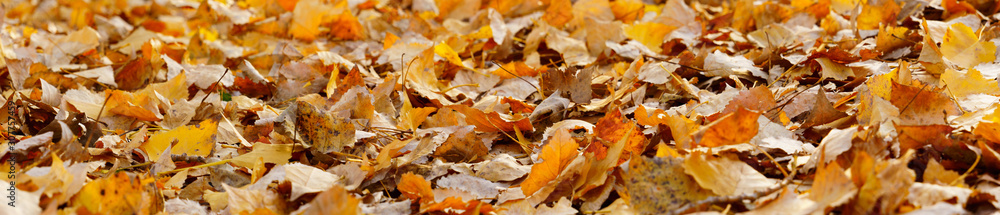 autumn leaves background. panoramic view of fallen poplar leaves autumn leaves background. panoramic view of fallen poplar leaves
