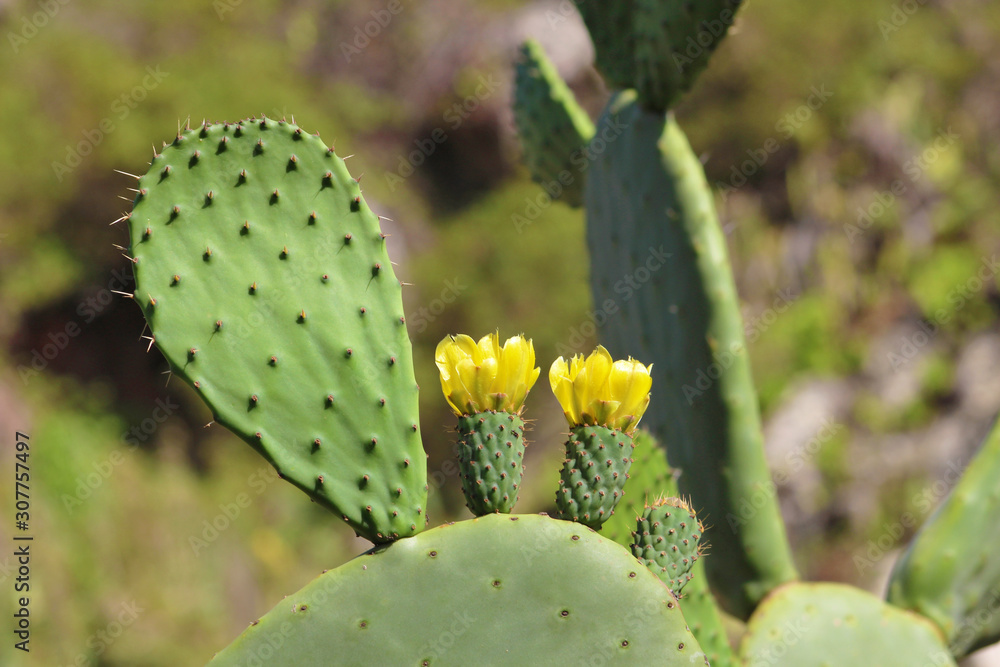 Cactus en flor Cactus en flor