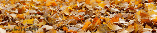 autumn leaves background. panoramic view of fallen poplar leaves