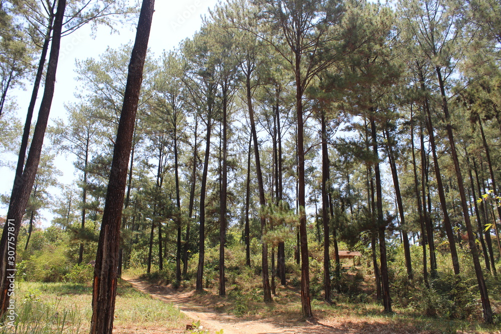 Fototapeta premium Pine forest atmosphere