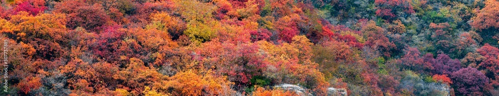 panoramic view of autumn mountains. panorami view of red autumnal leaves. scenery of autumn mountains. abstract colorful background. distant view of autumn mountains. abstract background