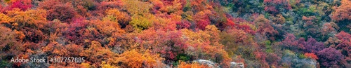 panoramic view of autumn mountains. panorami view of red autumnal leaves. scenery of autumn mountains. abstract colorful background. distant view of autumn mountains. abstract background