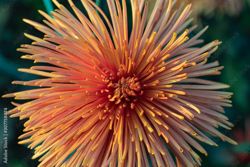 Beautiful orange chrysanthemums close up in autumn Sunny day in the garden. Autumn flowers. Flower head Beautiful orange chrysanthemums close up in autumn Sunny day in the garden. Autumn flowers. Flower head