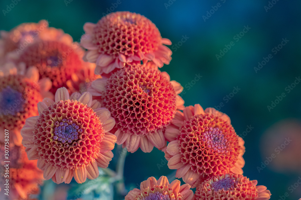 Beautiful orange chrysanthemums close up in autumn Sunny day in the garden. Autumn flowers. Flower head Beautiful orange chrysanthemums close up in autumn Sunny day in the garden. Autumn flowers. Flower head