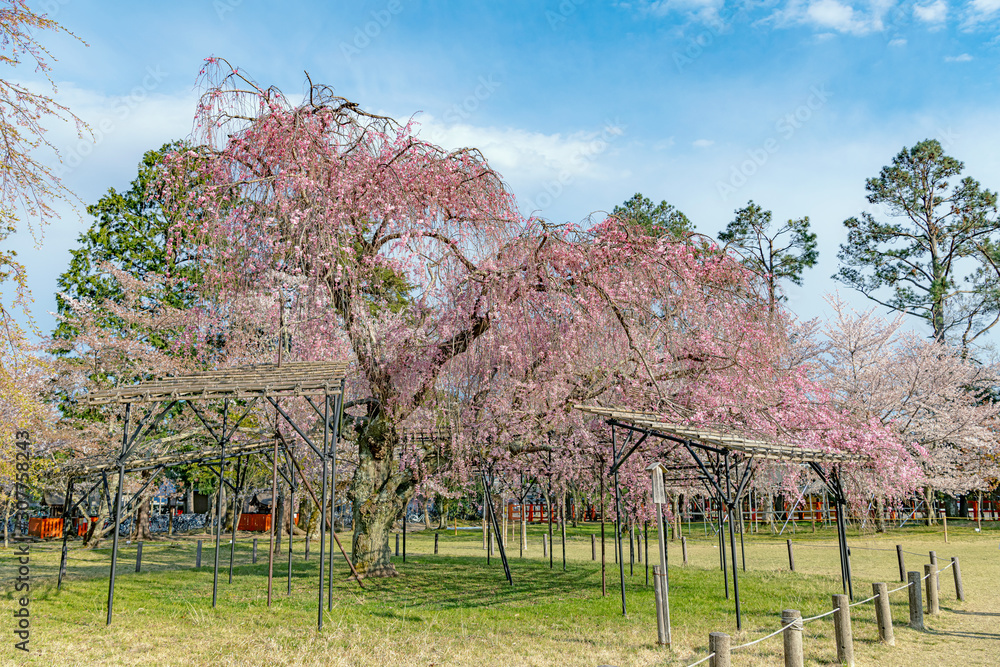 京都 上賀茂神社の春景色 斎王桜 Stock Photo Adobe Stock