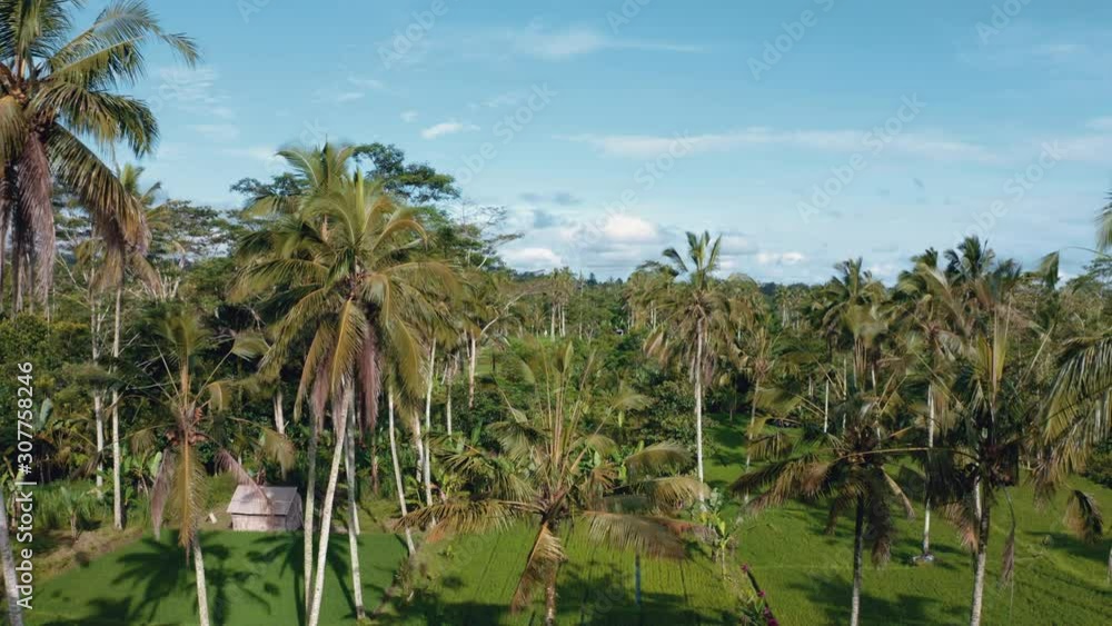 Flying backwards through the palm trees in typical Balinese landscape. Rice field with blue sky Flying backwards through the palm trees in typical Balinese landscape. Rice field with blue sky