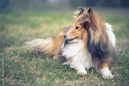 Dog resting on the grass