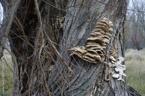 hongos en tronco de olmo centenario navarrete del rio calamocha teruel aragon españa