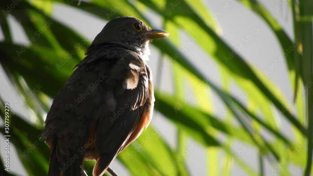 Rufous Bellied Thrush (Turdus rufiventris) - known in Brazil as the Sabiá Laranjeira - an orange breasted Thrush. Here, the Thrush is standing against a lovely palm background, singing. Rufous Bellied Thrush (Turdus rufiventris) - known in Brazil as the Sabiá Laranjeira - an orange breasted Thrush. Here, the Thrush is standing against a lovely palm background, singing.